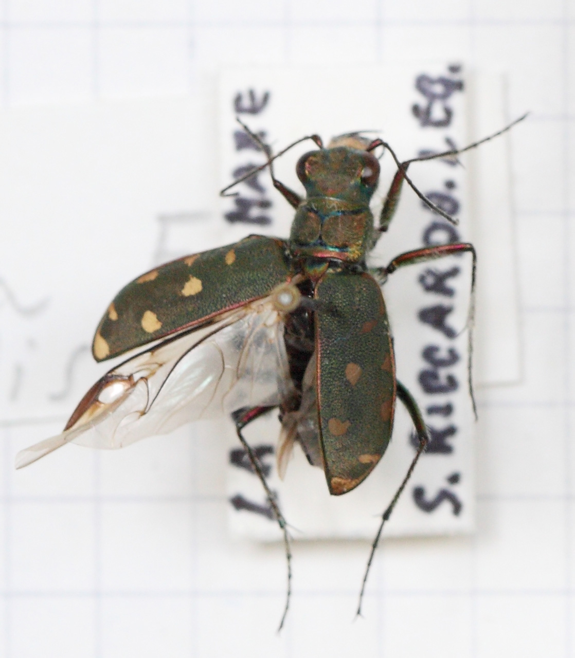 Calomera littoralis nemoralis (esemplare)