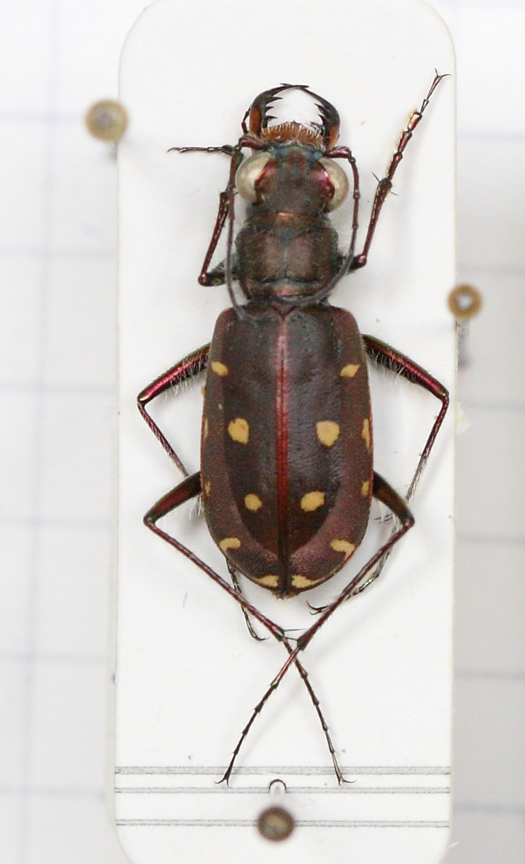 Calomera littoralis nemoralis (esemplare)