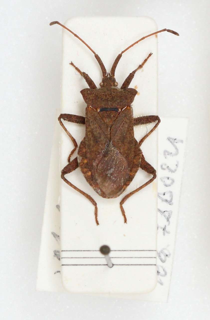 Coreidae (esemplare)