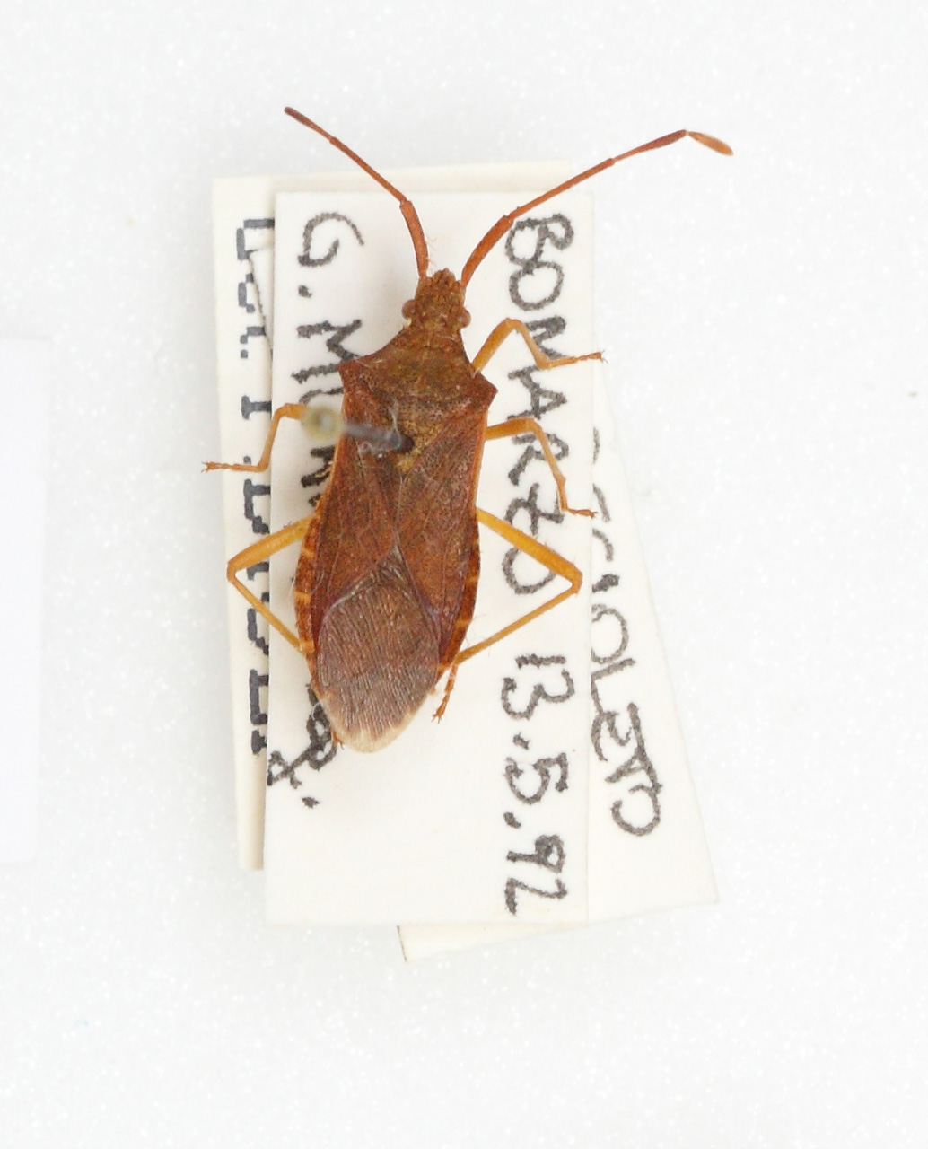Gonocerus acuteangulatus (esemplare)