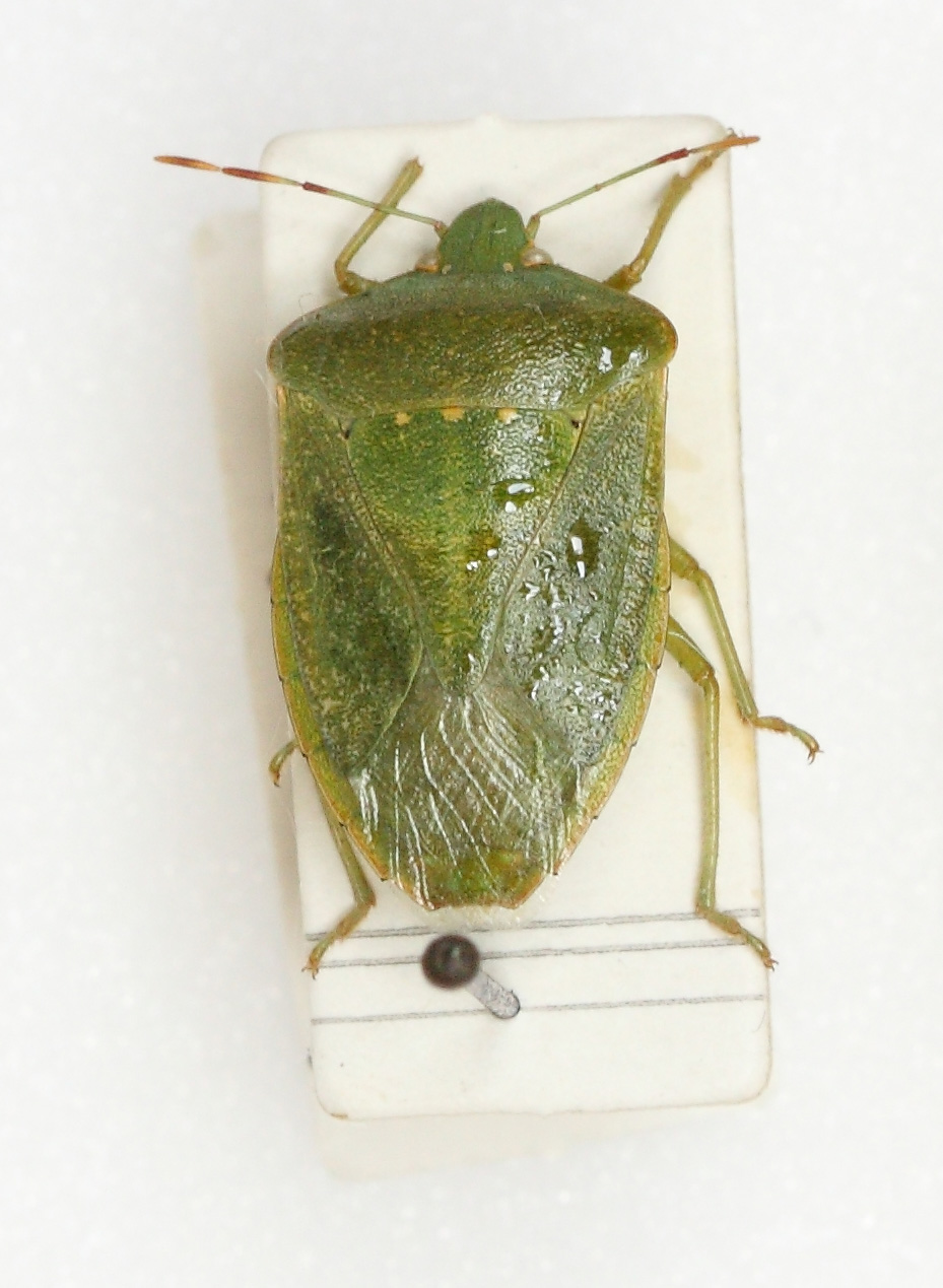 Nezara viridula (esemplare)