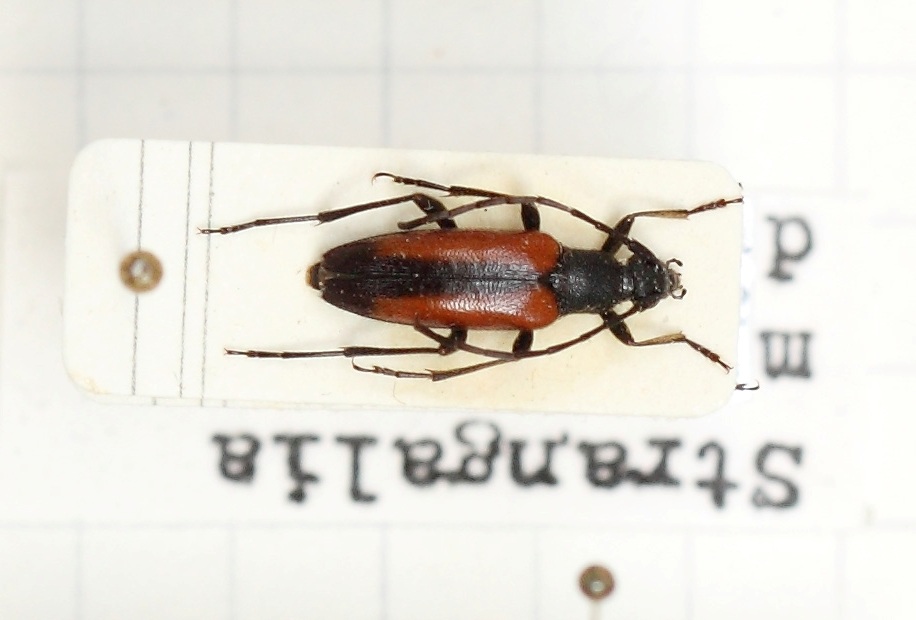 Stenurella melanura (esemplare)