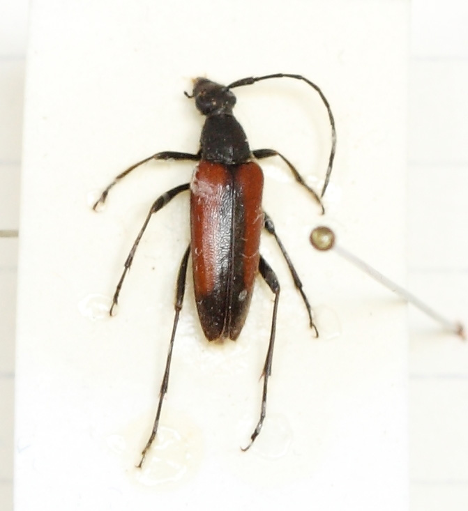 Stenurella melanura (esemplare)