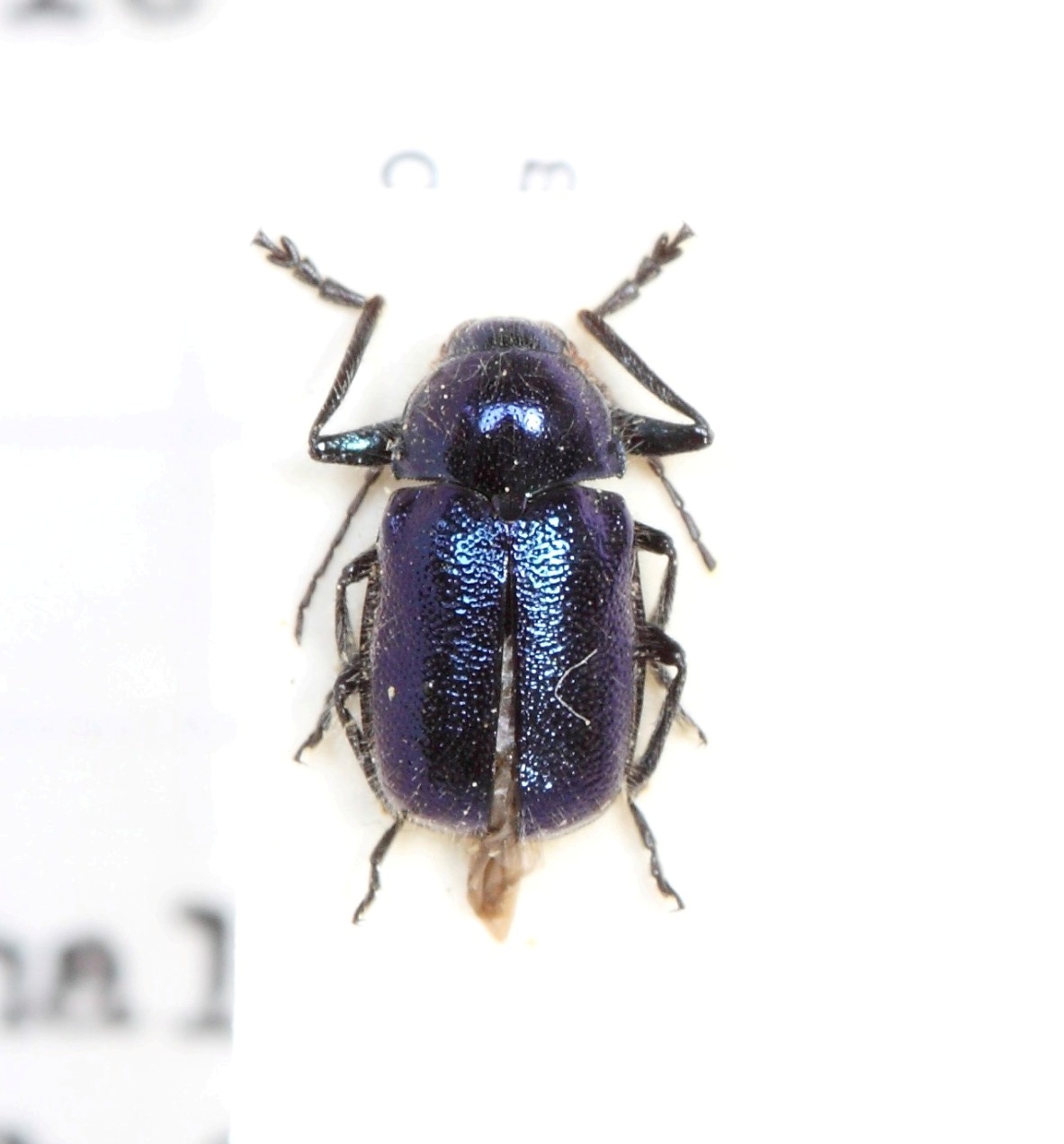 Cryptocephalus (Protophysus) cyanipes (esemplare)