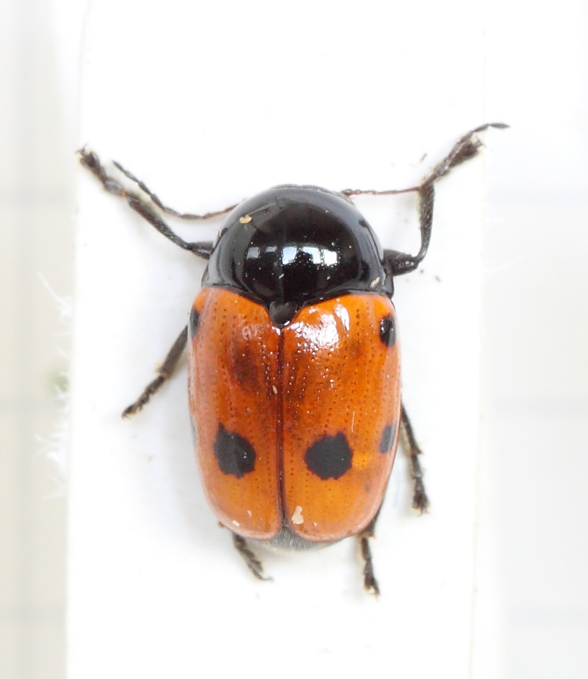 Cryptocephalus (esemplare)