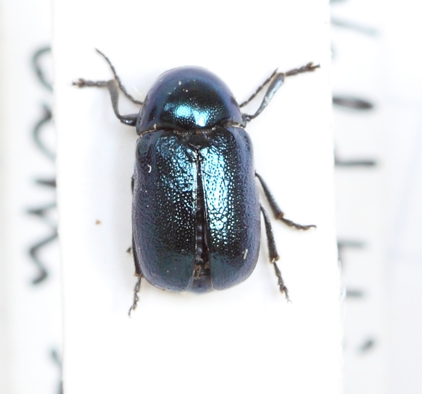 Cryptocephalus (esemplare)