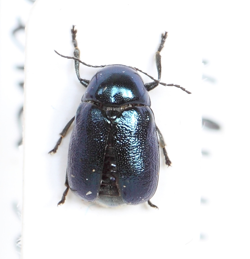 Cryptocephalus (esemplare)