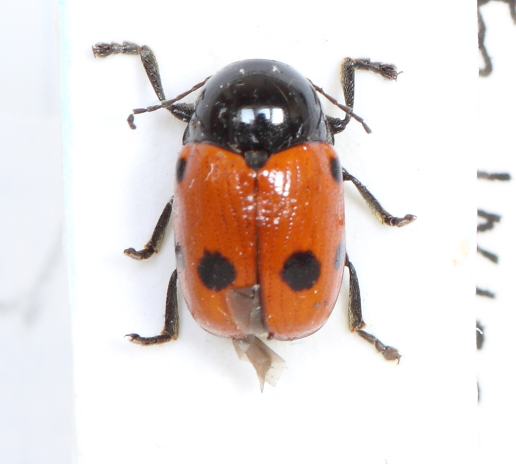 Cryptocephalus (Cryptocephalus) trimaculatus (esemplare)