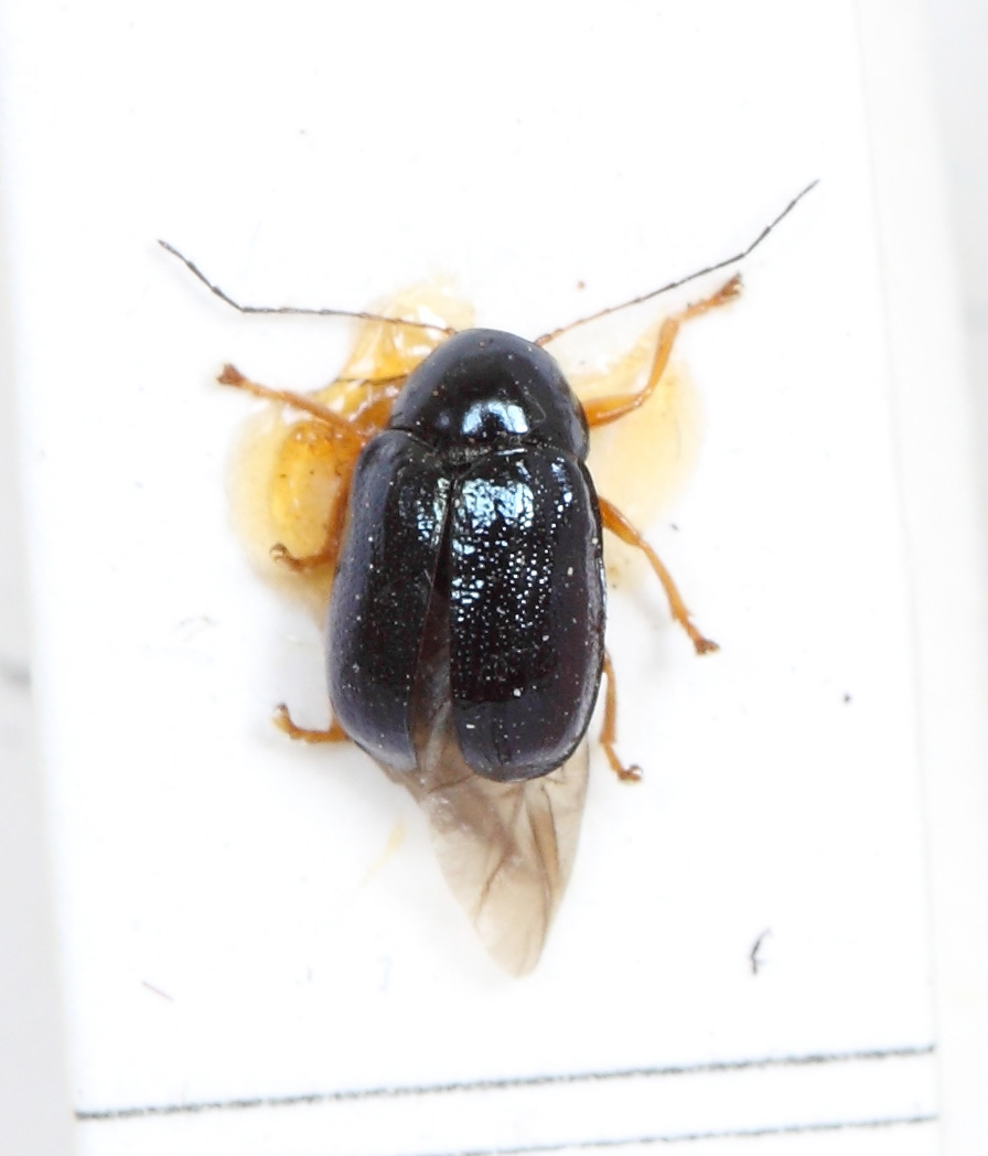 Cryptocephalus (Cryptocephalus) nitidus (esemplare)