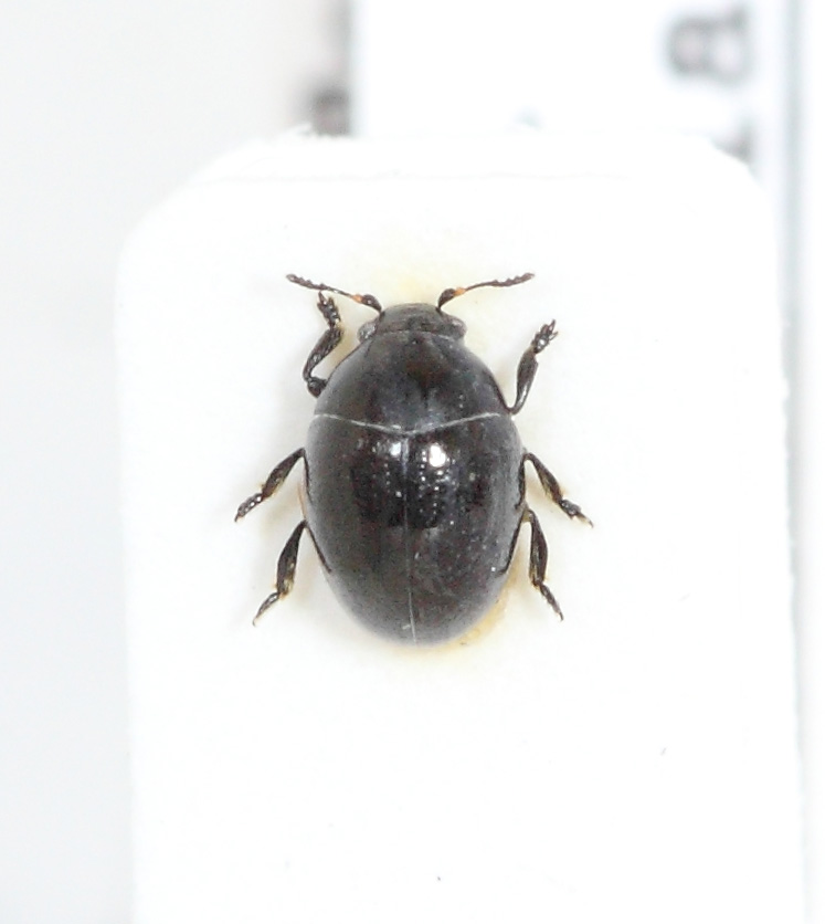 Oomorphus concolor (esemplare)