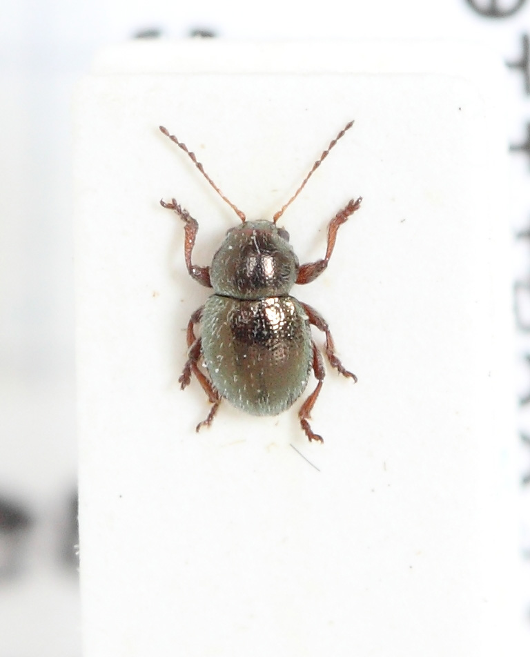 Colaspidea oblonga (esemplare)