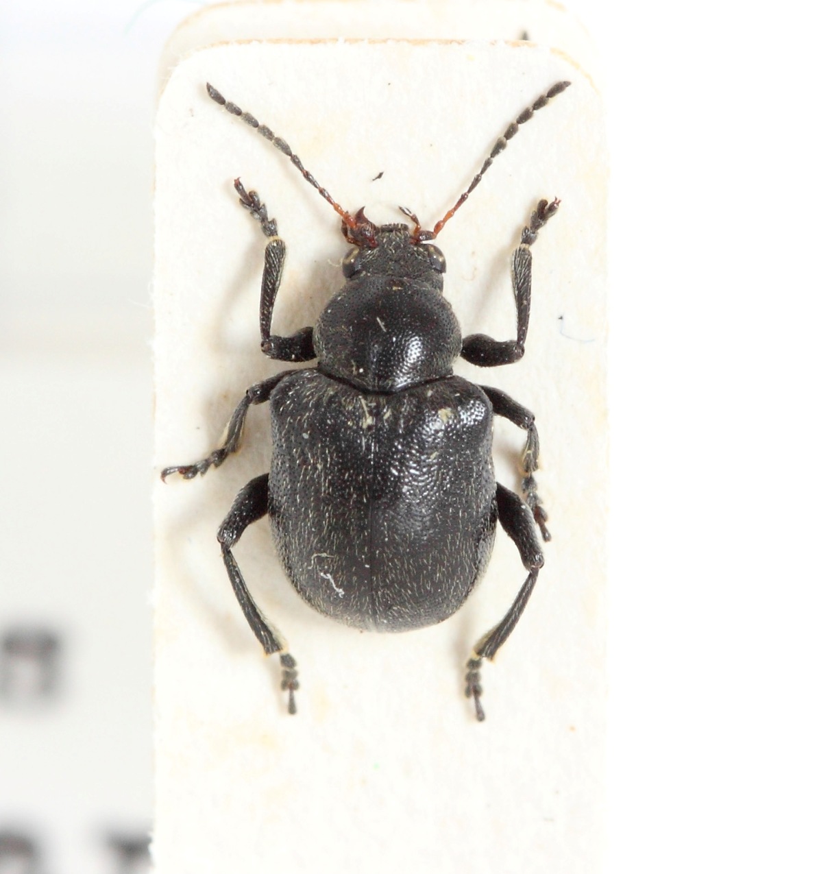 Bromius obscurus (esemplare)