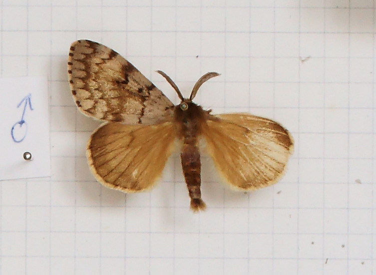 Lymantria dispar (esemplare)