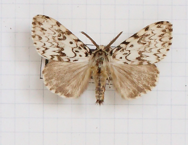 Lymantria monacha (esemplare)