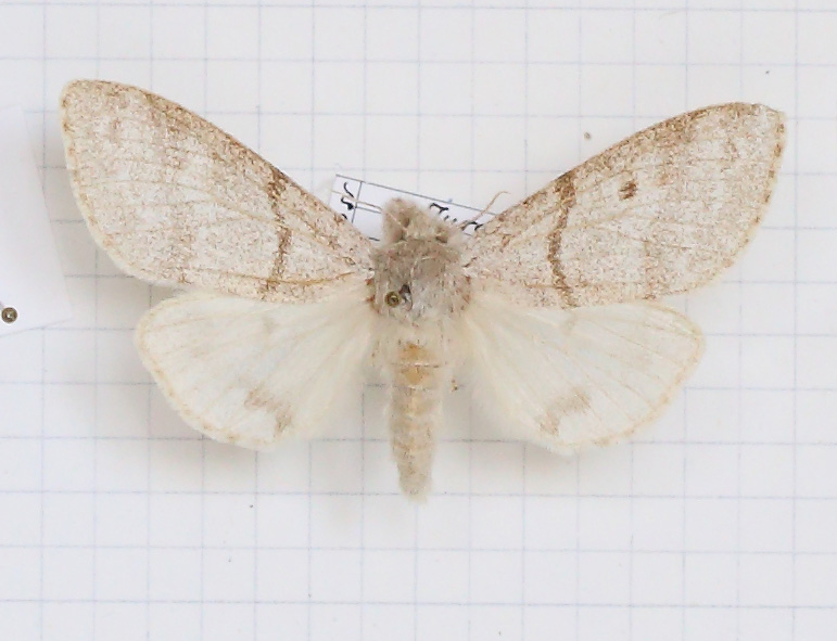 Calliteara pudibunda (esemplare)