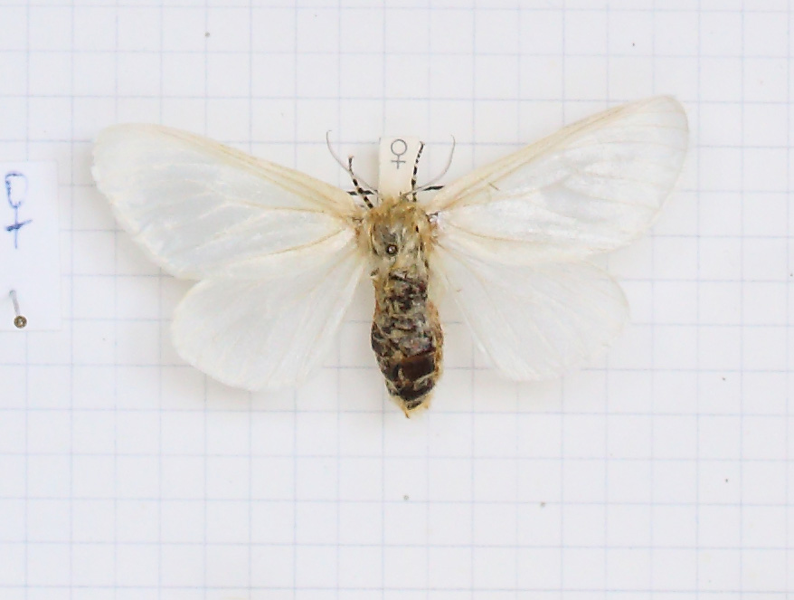 Leucoma salicis (esemplare)