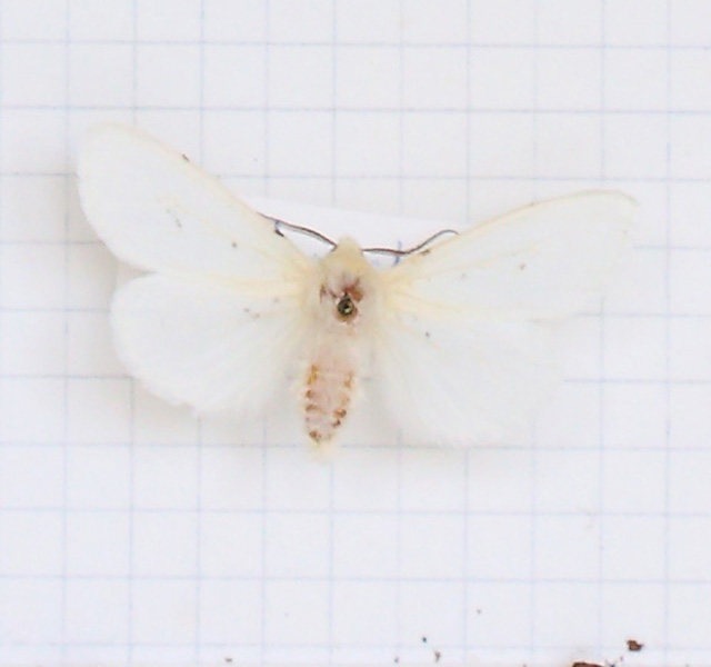 Hyphantria cunea (esemplare)