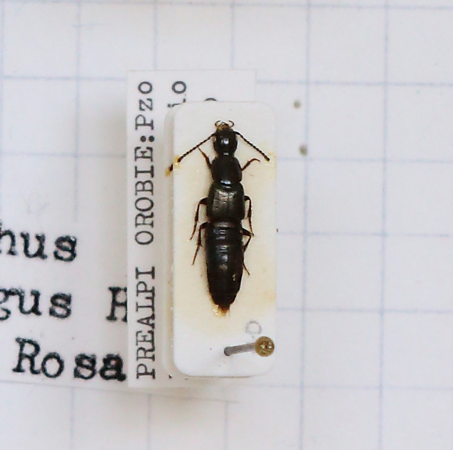 Philonthus (Philonthus) montivagus (esemplare)