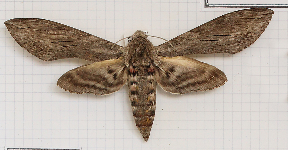 Agrius convolvuli (esemplare)