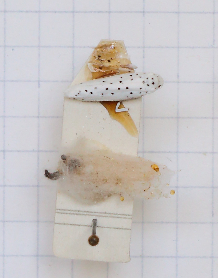 Yponomeuta padella (esemplare)