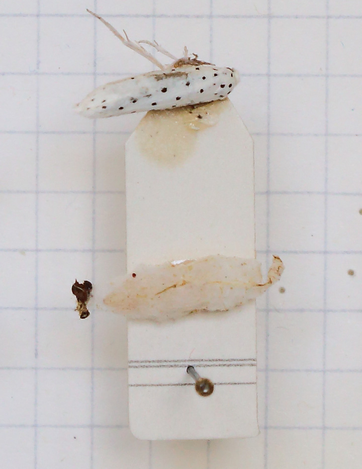 Yponomeuta padella (esemplare)