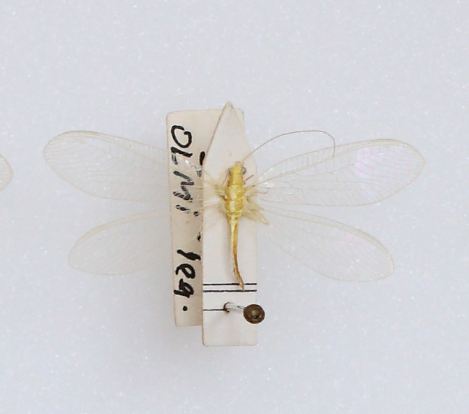 Chrysopidae (esemplare)