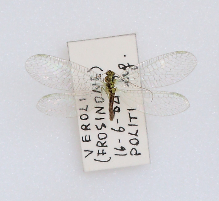 Chrysopidae (esemplare)