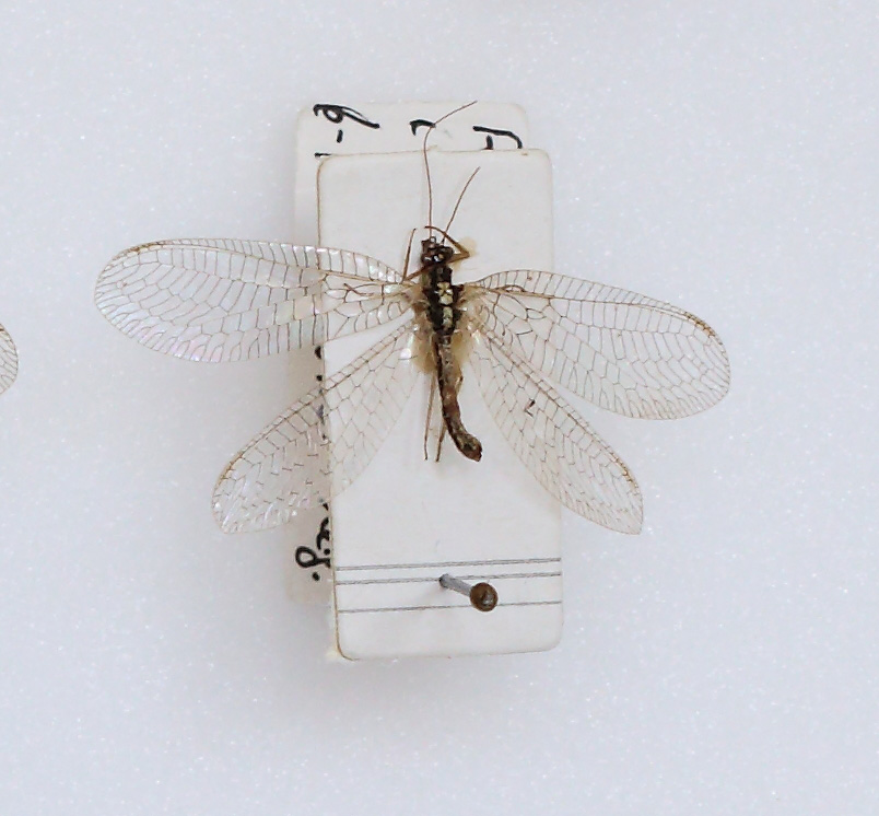 Chrysopidae (esemplare)