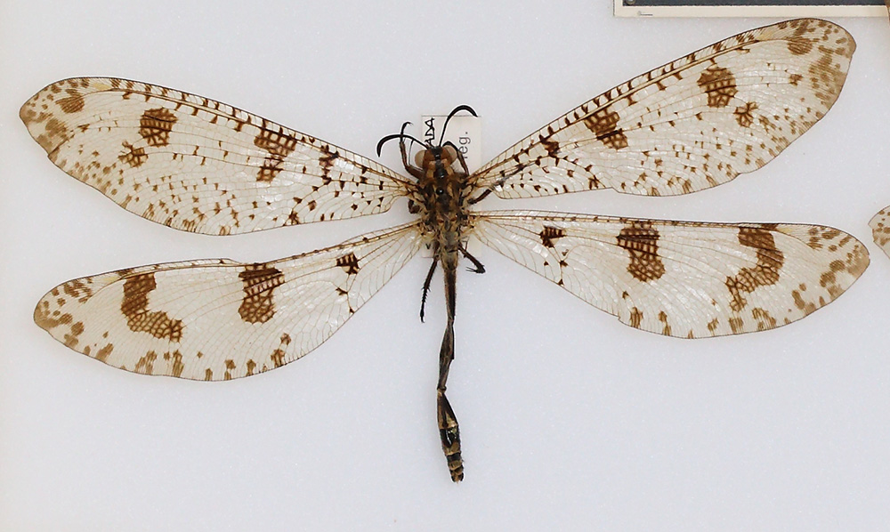 Myrmeleontidae (esemplare)