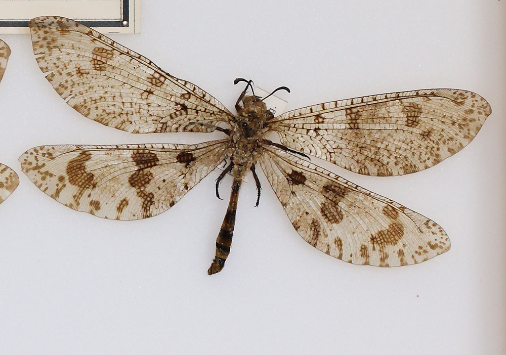 Myrmeleontidae (esemplare)