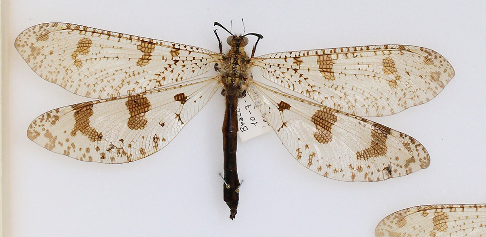 Myrmeleontidae (esemplare)