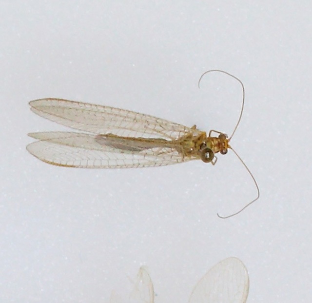 Chrysopidae (esemplare)