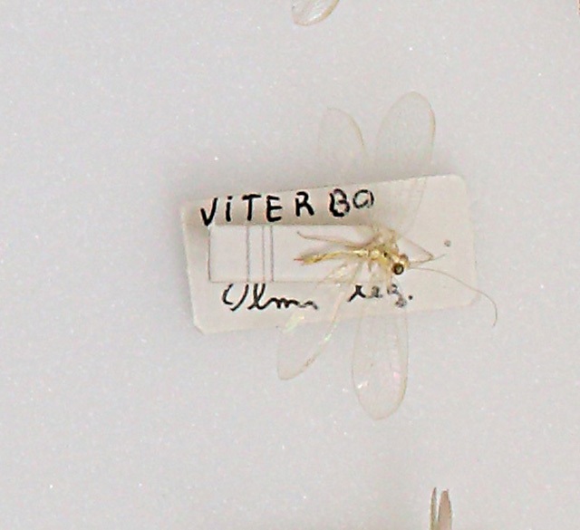 Chrysopidae (esemplare)