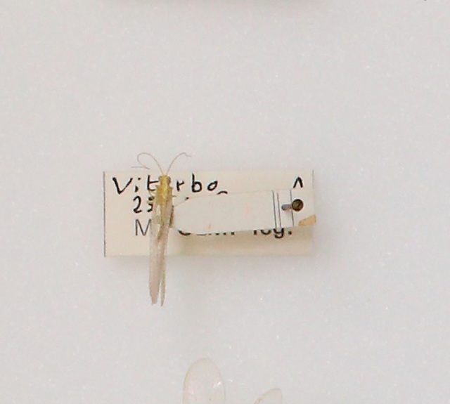 Chrysopidae (esemplare)