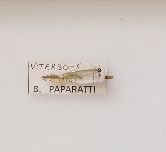Chrysopidae (esemplare)