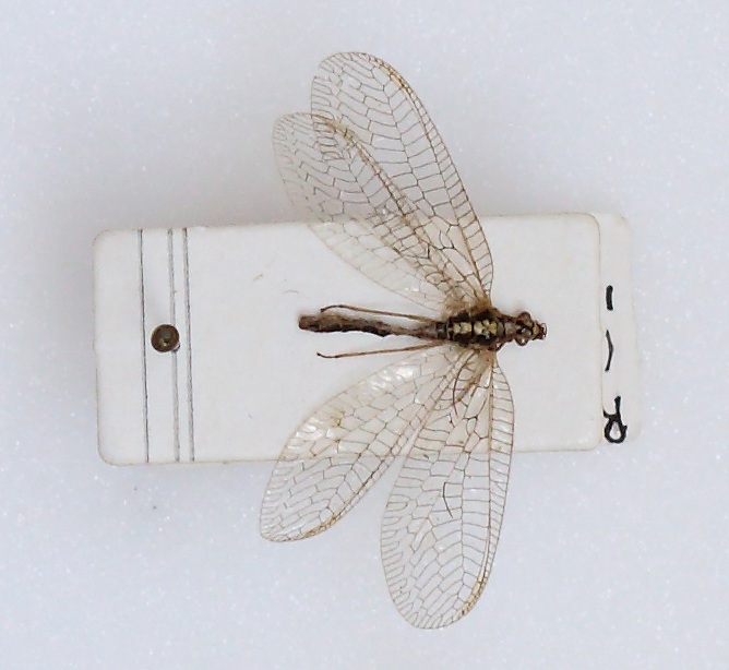 Chrysopidae (esemplare)