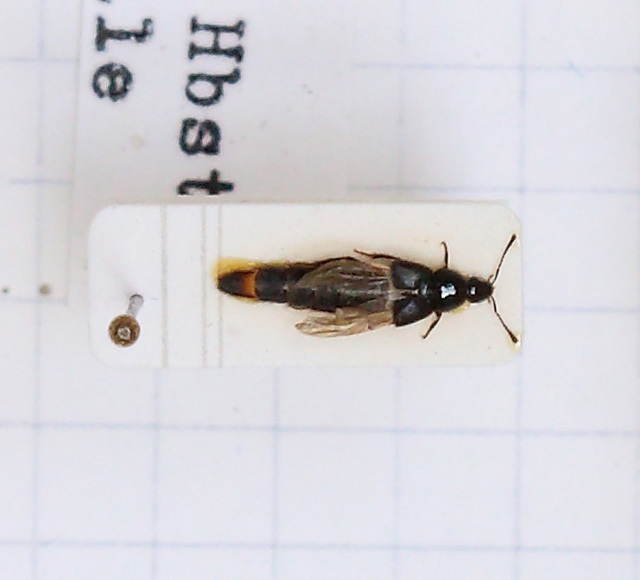 Acylophorus glaberrimus (esemplare)