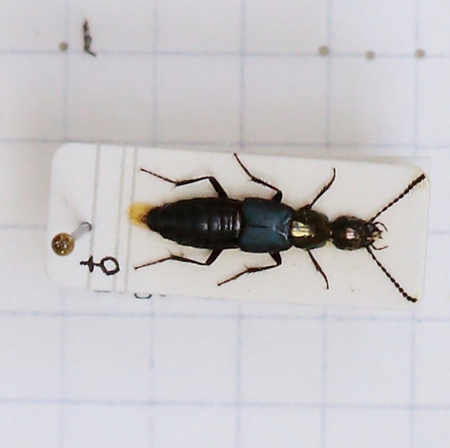 Philonthus (Philonthus) laetus (esemplare)