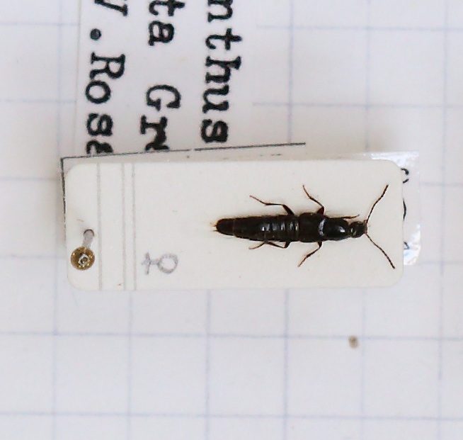 Philonthus (Philonthus) nigrita (esemplare)