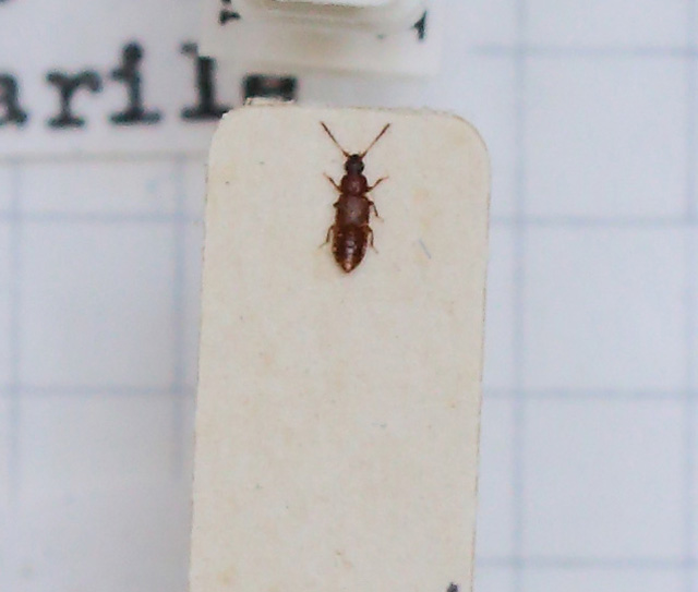 Omalium xambeui (esemplare)