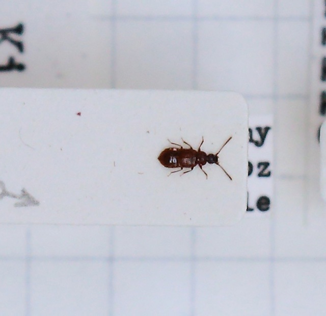 Omalium nigriceps (esemplare)