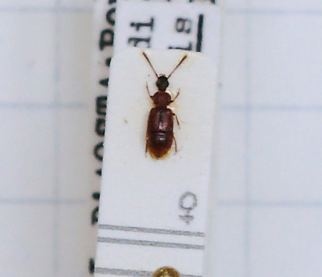 Omalium nigriceps (esemplare)