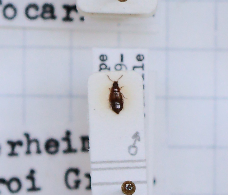 Mannerheimia doderoi (esemplare)