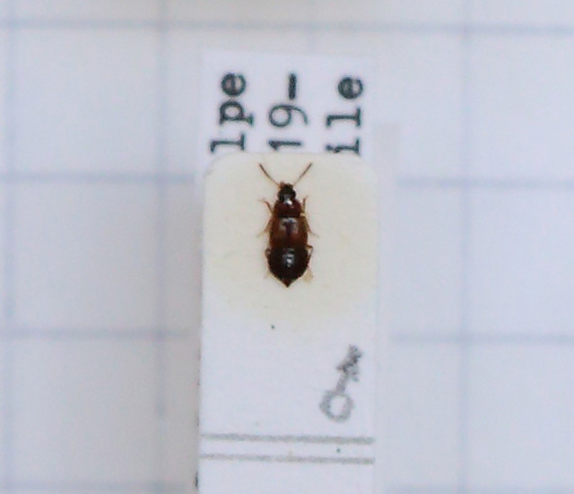 Mannerheimia doderoi (esemplare)