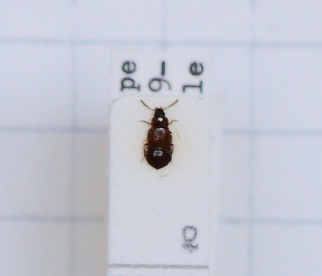 Mannerheimia doderoi (esemplare)