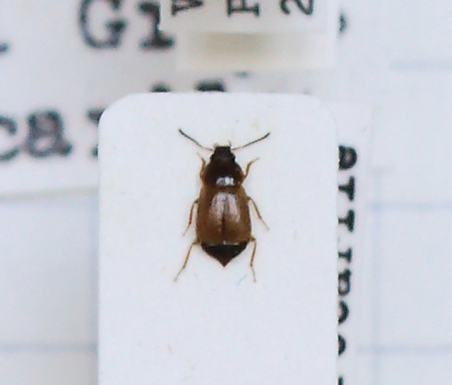 Deliphrum (Deliphrum) tectum (esemplare)