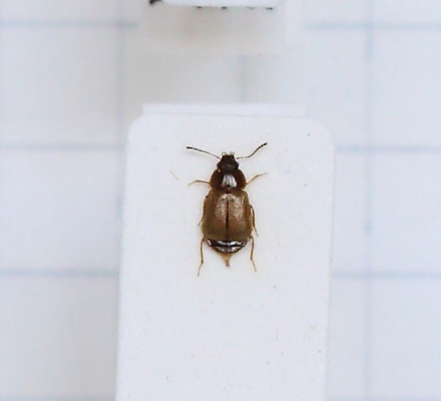 Deliphrum (Deliphrum) tectum (esemplare)