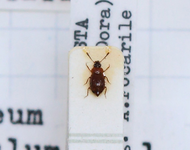 Anthobium (Anthobium) atrocephalum (esemplare)