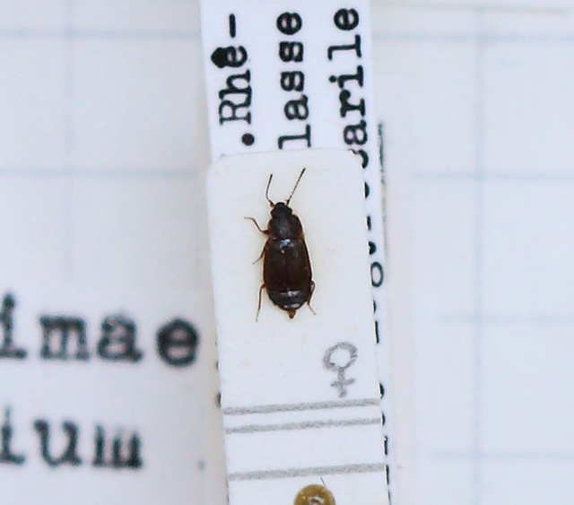 Anthobium (Anthobium) fusculum (esemplare)