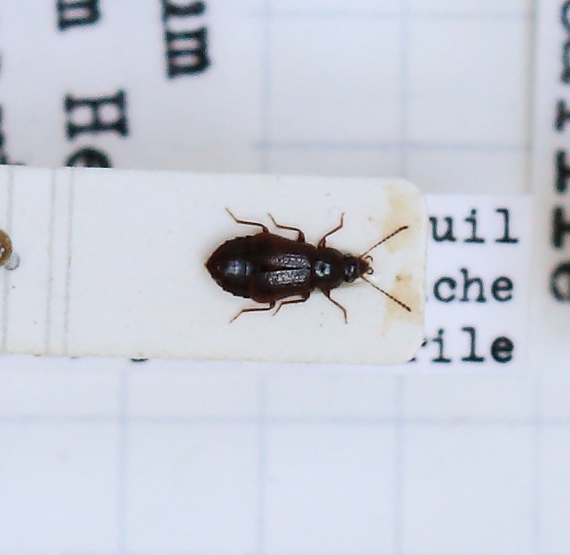 Olophrum consimile (esemplare)